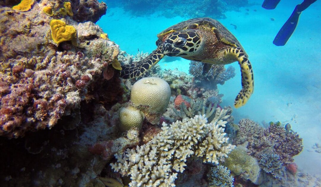 High Levels of Microplastics Found in Great Barrier Reef