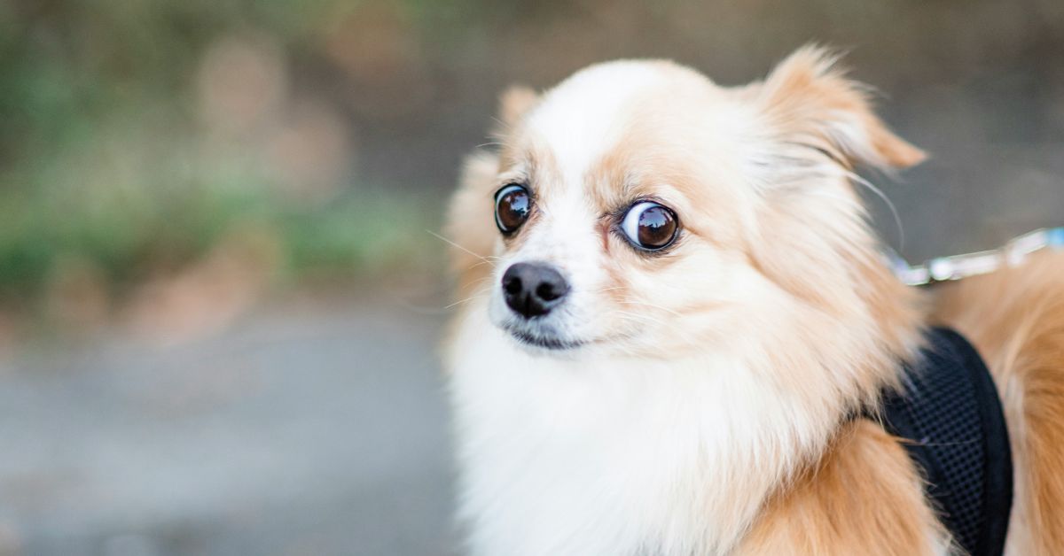 Scared-looking-dog.jpg