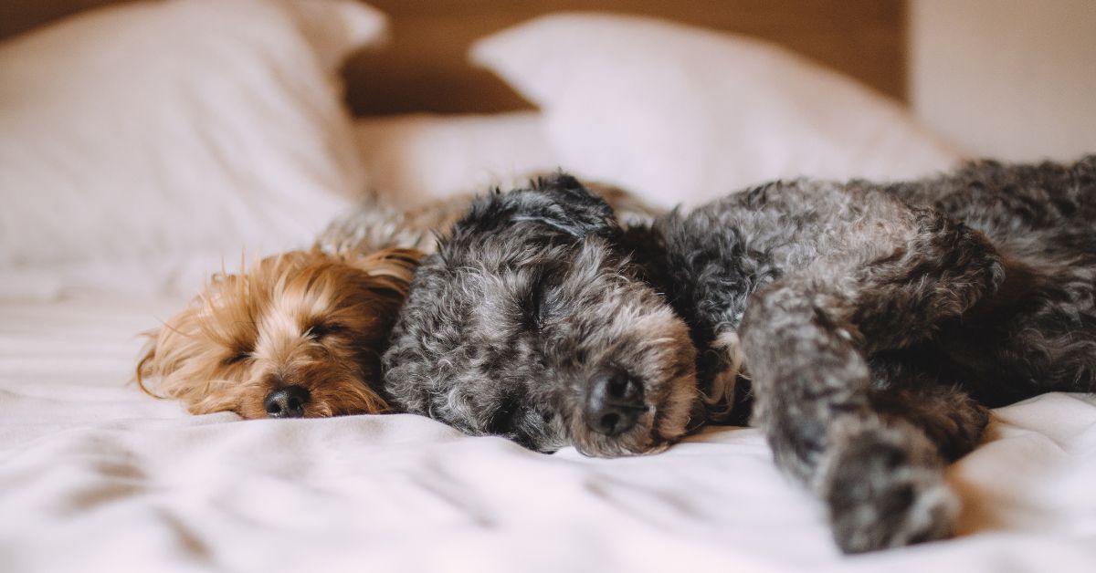 Pampered-Pets-Are-Costing-Aussies-Precious-Sleep.jpg