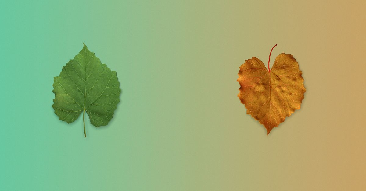 Green-leaf-and-autumn-leaf.jpg